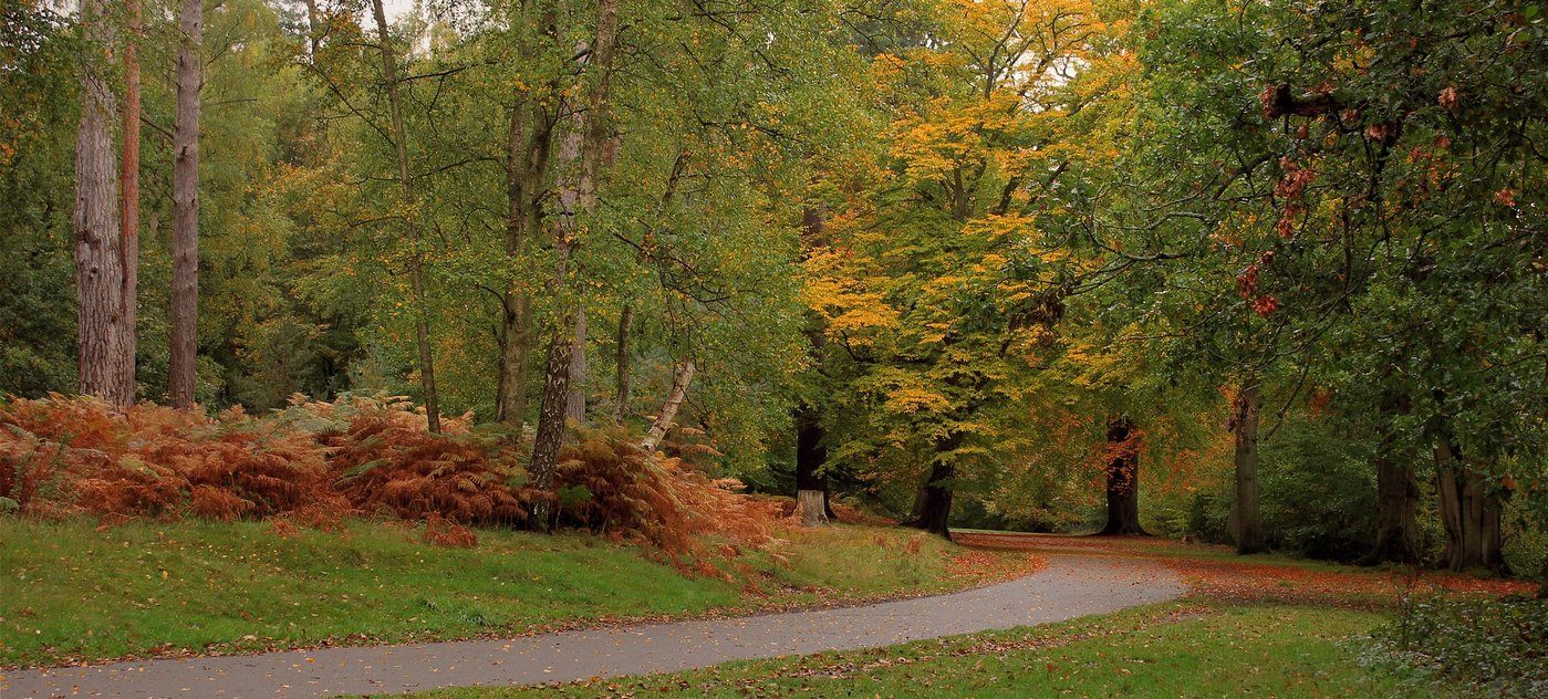 forest-path-1001021_1920